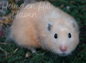 Amber- Black Eyed Cream Black Longhaired Syrian Hamster